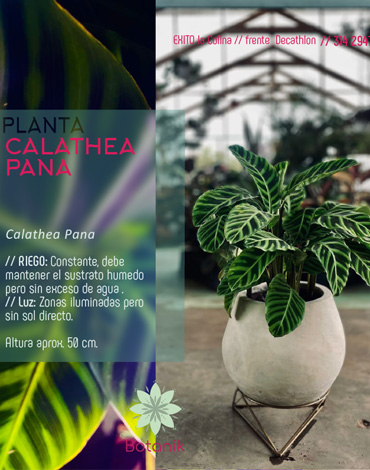 plantas para exteriores en cota