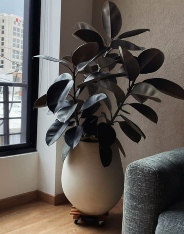 venta de plantas colgantes en bogota