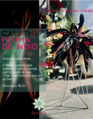 ventas de plantas en chia